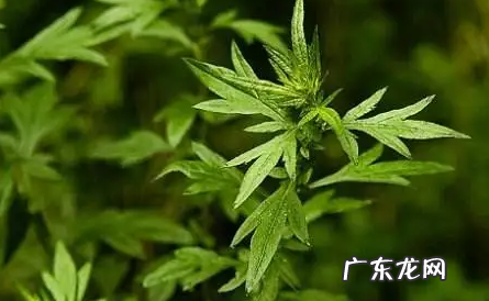 新娘床上放艾草什么时候放 新娘床上放艾草寓意什么