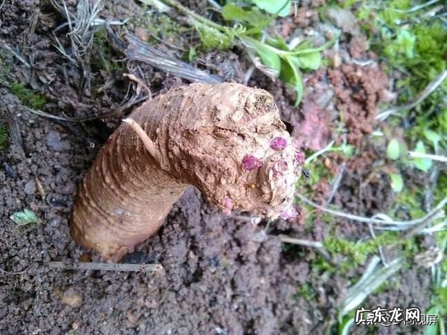 农村大量的果树根都有什么用途,我们这多的很?