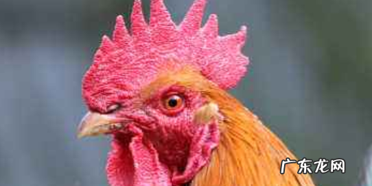 九种不祥之物千万不能放家里 家中9种不祥之物