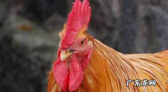 九种不祥之物千万不能放家里 家中9种不祥之物