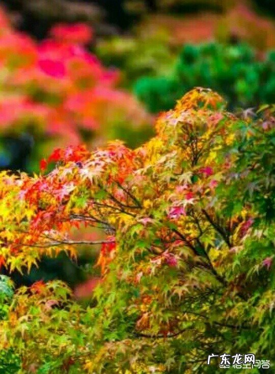 上联:三月踏春春意浓浓,请接下联?