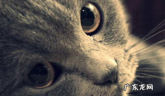 猫反感你的表现 猫反感你的表现一摸猫咪她就躺下