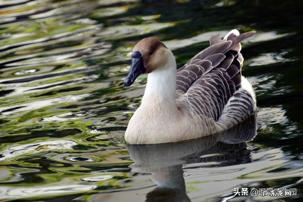 鹅的历史起源 大鹅的祖先是什么动物