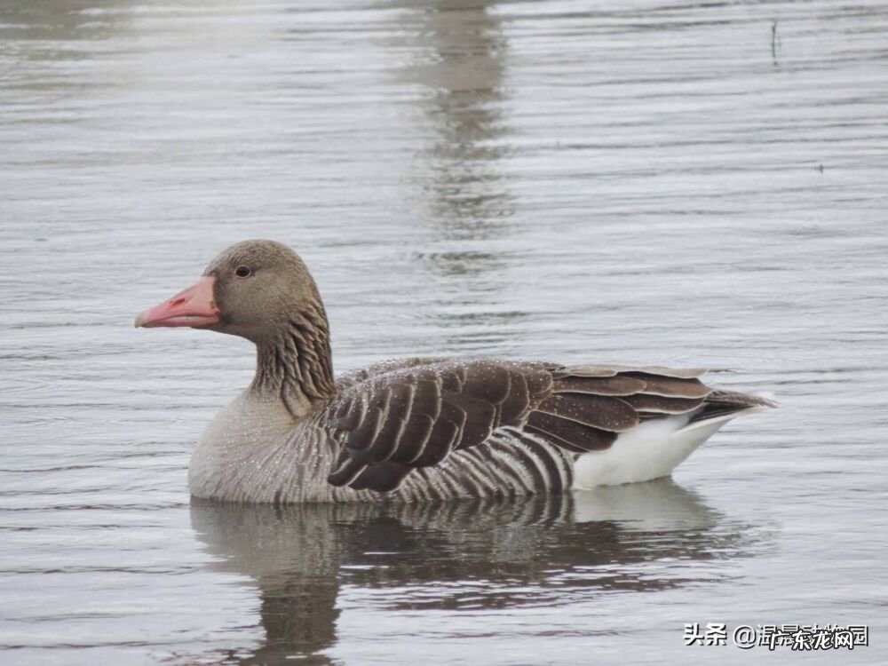 鹅的历史起源 大鹅的祖先是什么动物