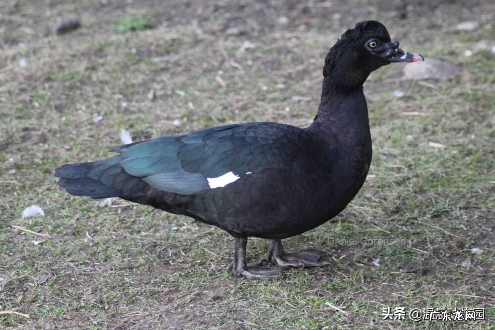 鹅的历史起源 大鹅的祖先是什么动物