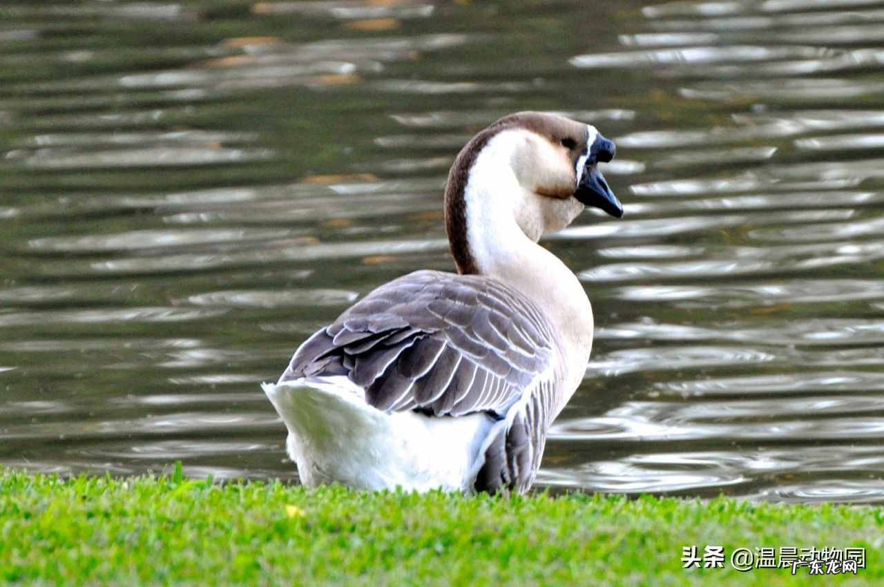鹅的历史起源 大鹅的祖先是什么动物