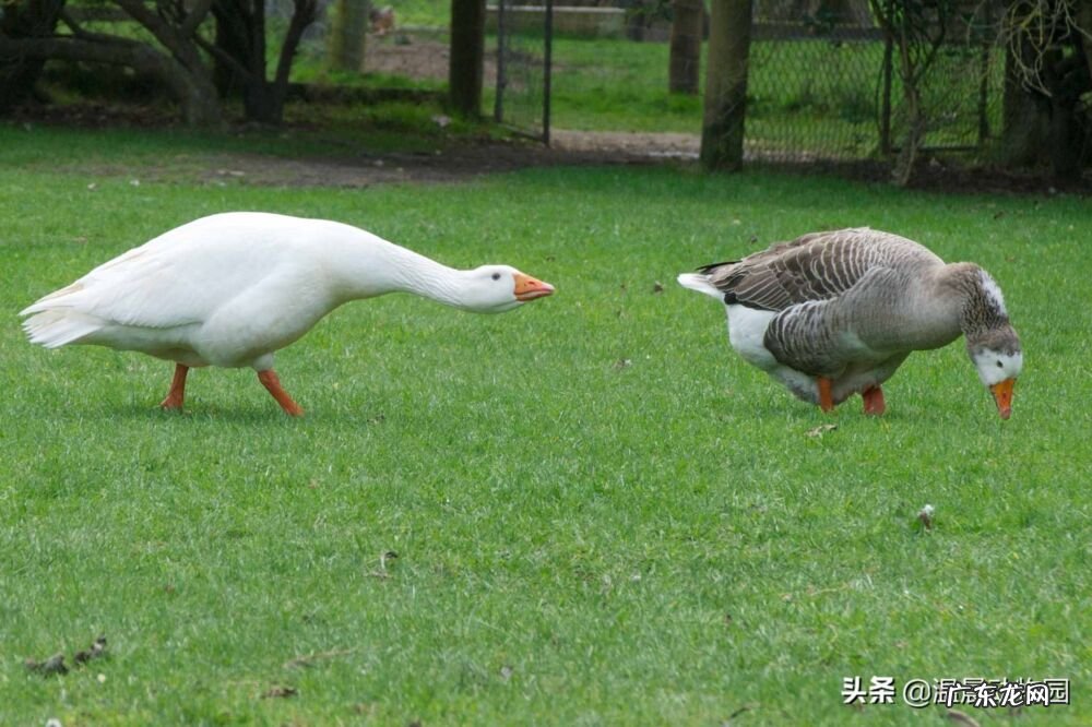 鹅的历史起源 大鹅的祖先是什么动物