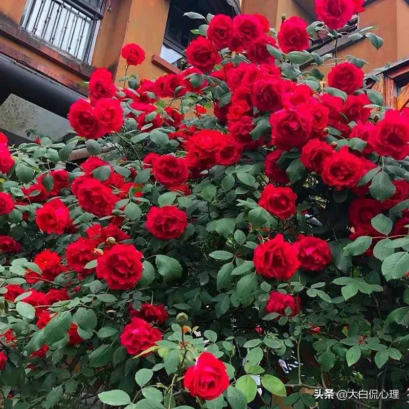 人老了为什么喜欢养花种菜,从心理学角度怎么解释这种现象?