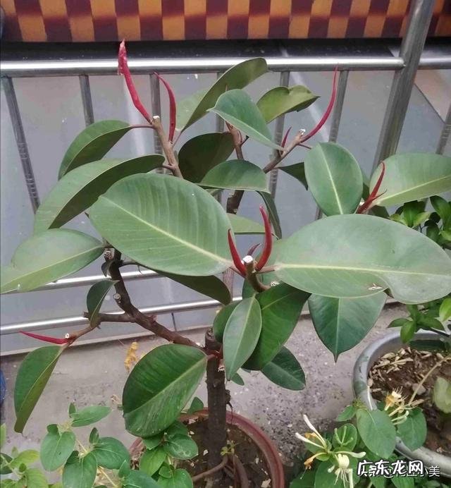 橡皮树打顶后树上发牙咋办?