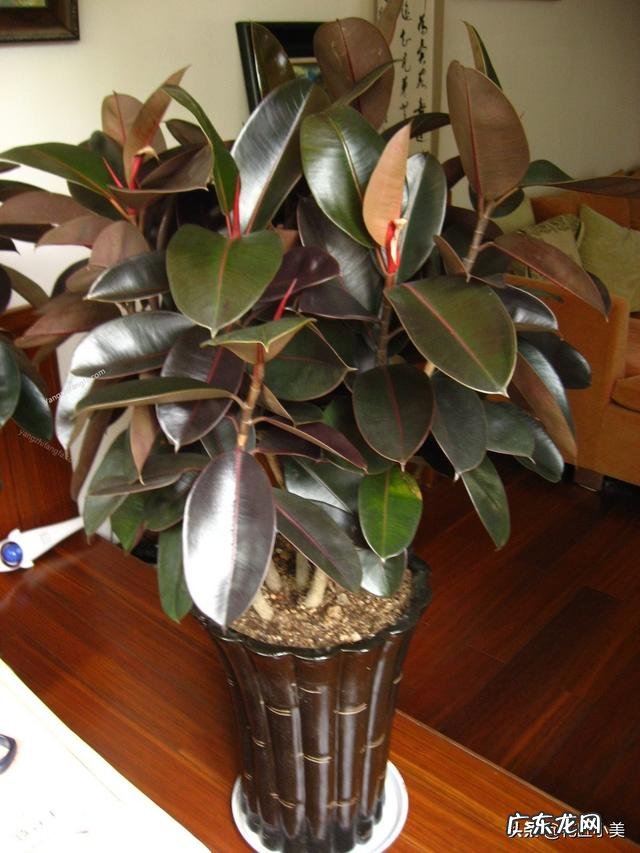 橡皮树打顶后树上发牙咋办?