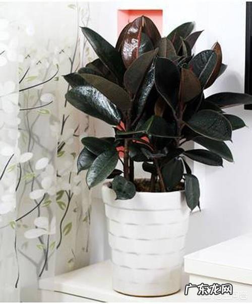 橡皮树打顶后树上发牙咋办？