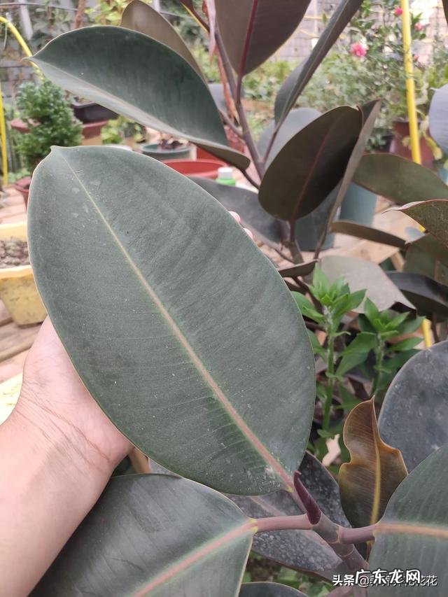 橡皮树打顶后树上发牙咋办?