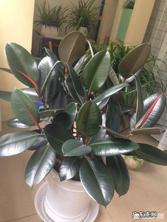 橡皮树打顶后树上发牙咋办？