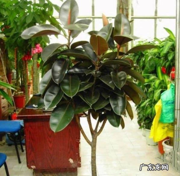 橡皮树打顶后树上发牙咋办？