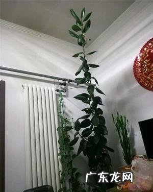 橡皮树打顶后树上发牙咋办？