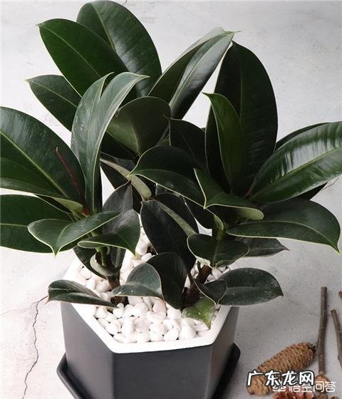 橡皮树打顶后树上发牙咋办？