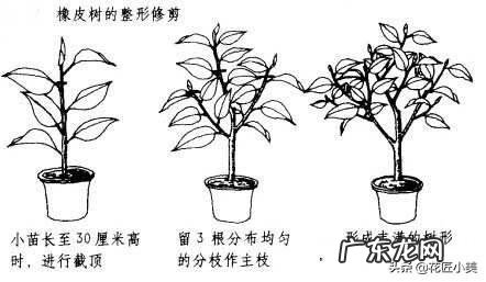 橡皮树打顶后树上发牙咋办?