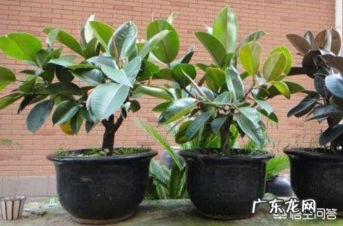 橡皮树打顶后树上发牙咋办？