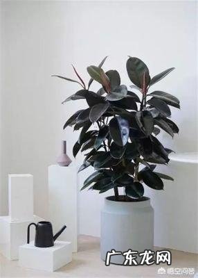 橡皮树打顶后树上发牙咋办？