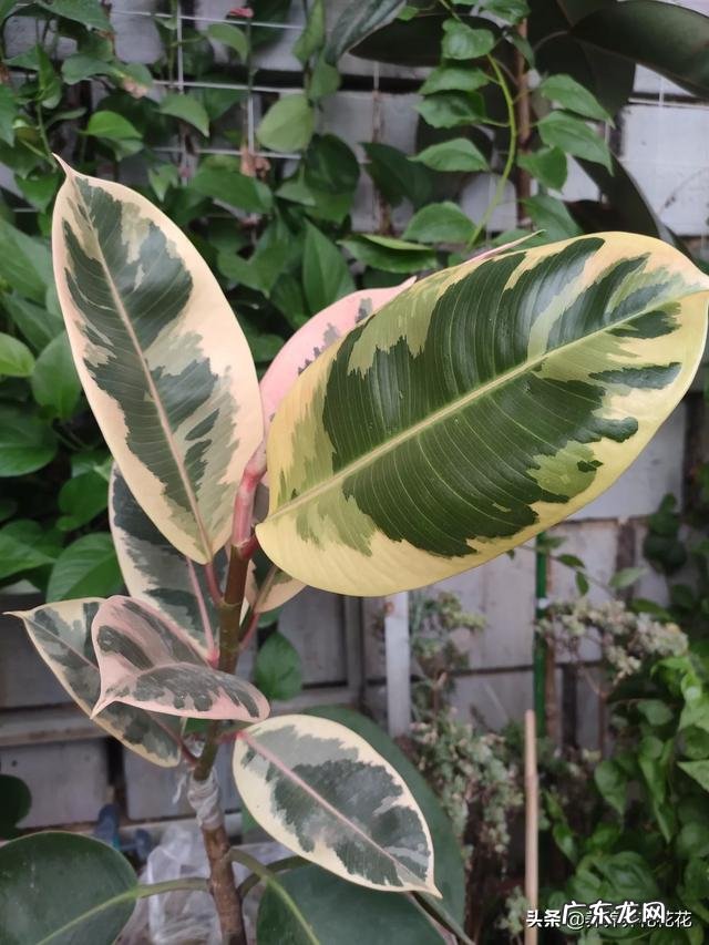 橡皮树打顶后树上发牙咋办？