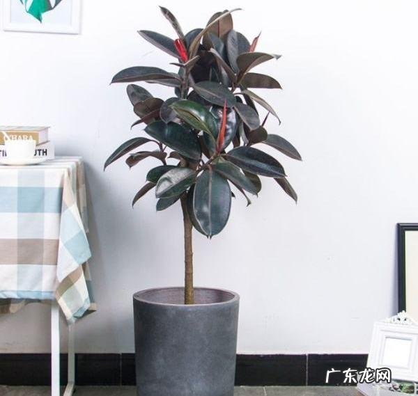 橡皮树打顶后树上发牙咋办？