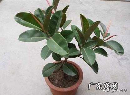 橡皮树打顶后树上发牙咋办?