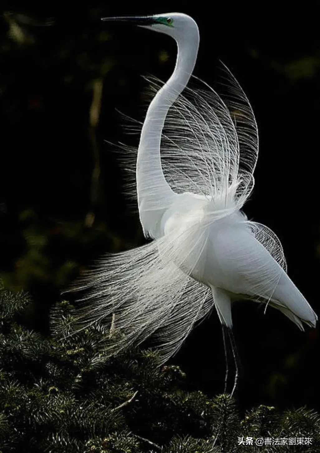 “人出名要趁早”与“人怕出名猪怕壮”你怎么看？