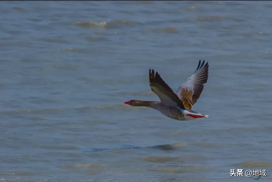 《白眉大侠》中,寒江孤雁尚云凤的武功有多厉害?
