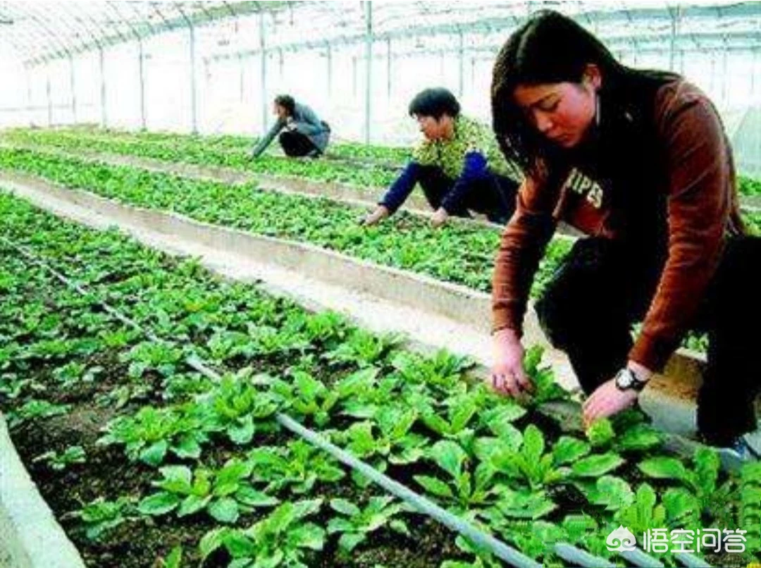 全国蔬菜价格上涨,你怎么看?