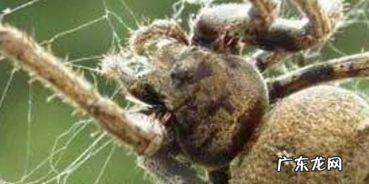 为什么帝王蟹一肚子水 帝王蟹的肚子