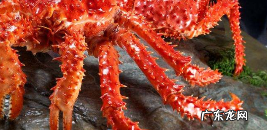 为什么帝王蟹一肚子水 帝王蟹的肚子