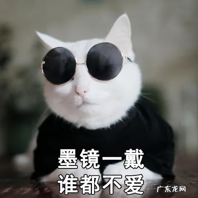 猫奶糕什么牌子好 人食级别宠粮是智商税吗有这2个认证的猫罐头