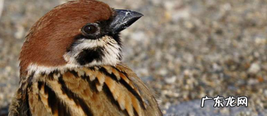 为什么放大米麻雀不吃 麻雀不能吃大米