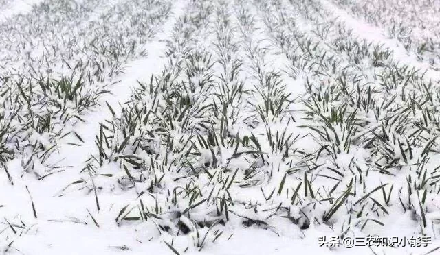 农村谚语:腊雪是宝,春雪不好。是什么意思?
