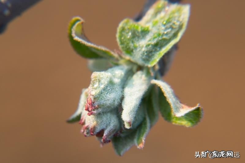 农村谚语:腊雪是宝,春雪不好。是什么意思?