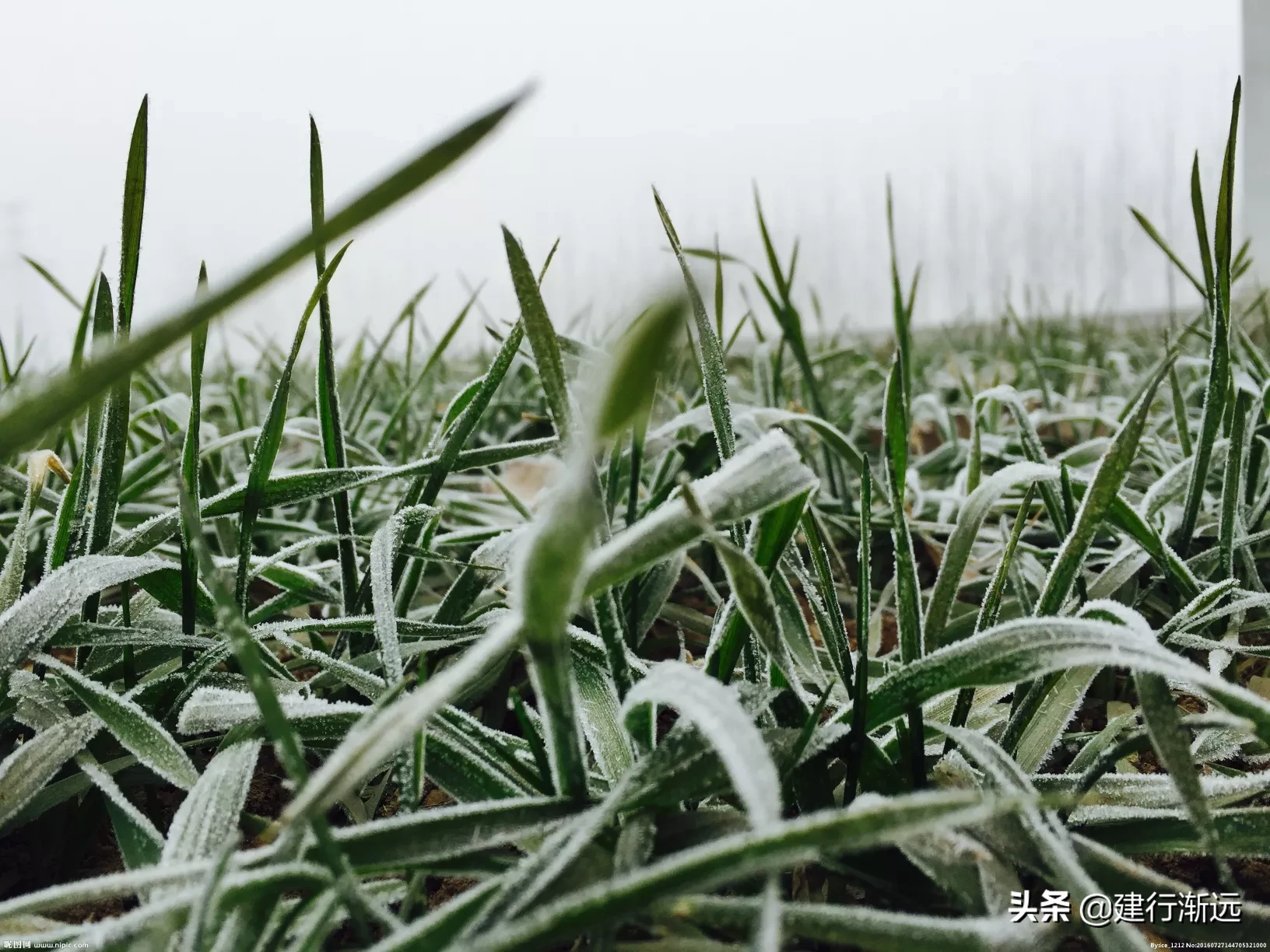 农村谚语:腊雪是宝,春雪不好。是什么意思?