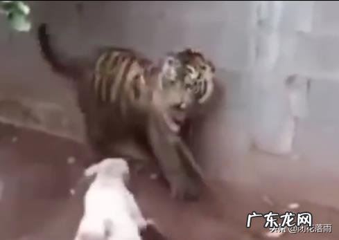 五只比特犬加五只藏獒一起上能咬死一只成年东北虎么?