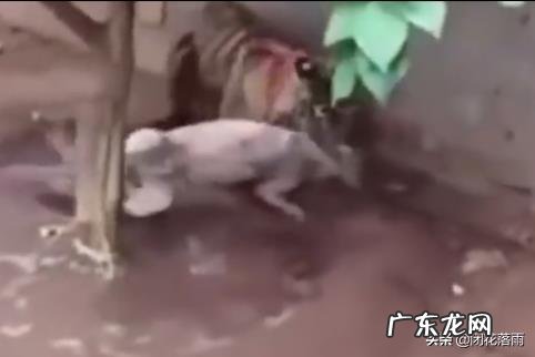 五只比特犬加五只藏獒一起上能咬死一只成年东北虎么?