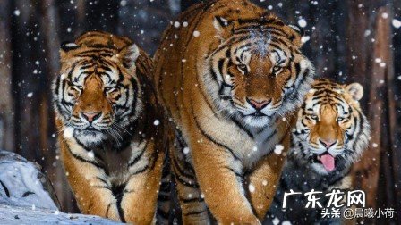 五只比特犬加五只藏獒一起上能咬死一只成年东北虎么?