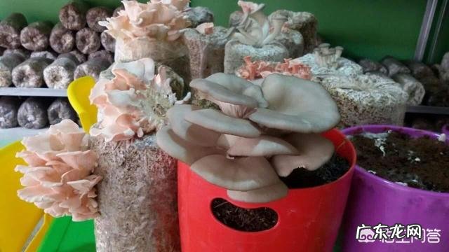 自己种蘑菇，真的可以吗？