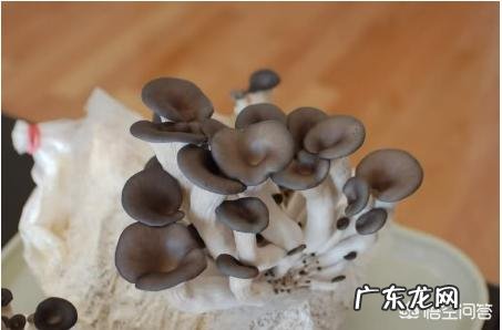 自己种蘑菇,真的可以吗?