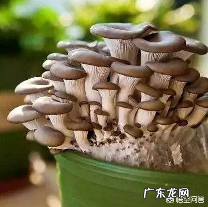 自己种蘑菇，真的可以吗？