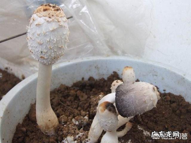 自己种蘑菇，真的可以吗？