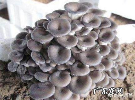 自己种蘑菇，真的可以吗？