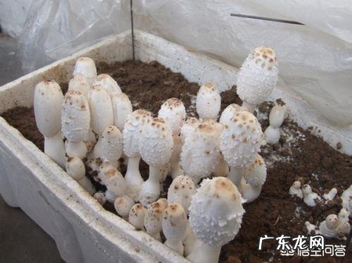 自己种蘑菇，真的可以吗？