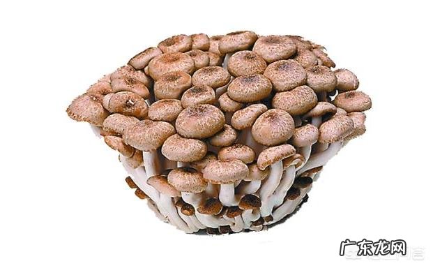 自己种蘑菇，真的可以吗？