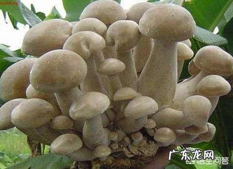 自己种蘑菇，真的可以吗？