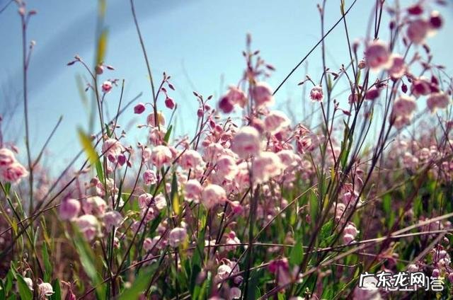 罗布麻茶产地哪里?有哪些作用?