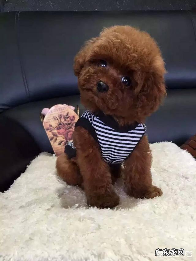 哪一刻你觉得你家的宠物“成精”了?