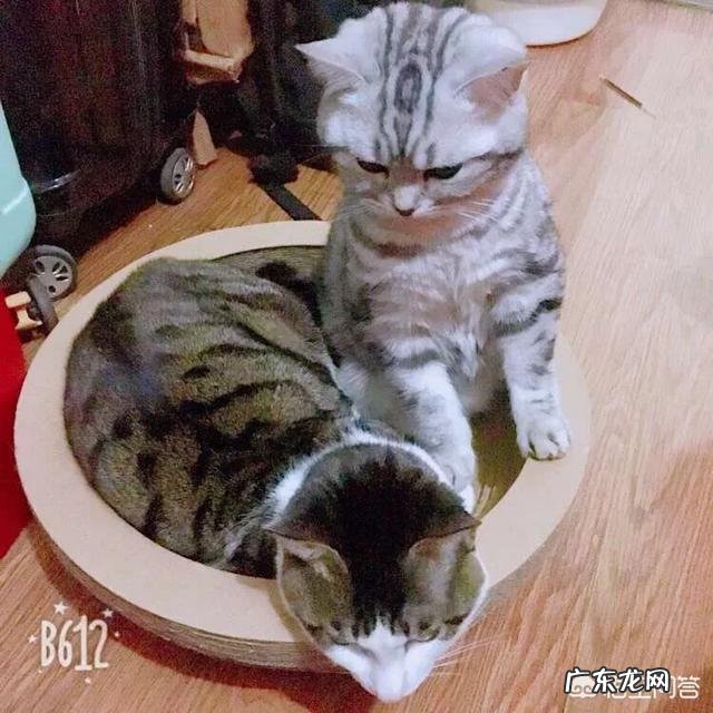 哪一刻你觉得你家的宠物“成精”了?